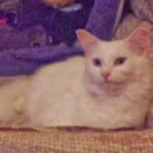 Meet your Posher, Fran